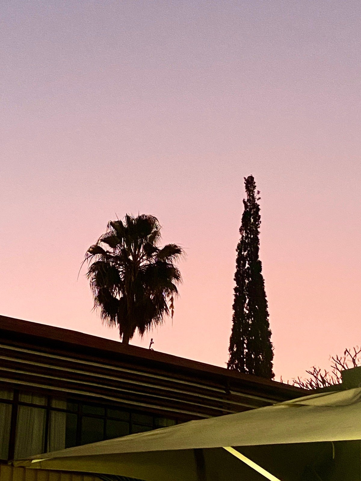 Silhouette of palm tree and tall cypress against pink sunset sky, modern building with overhang in foreground