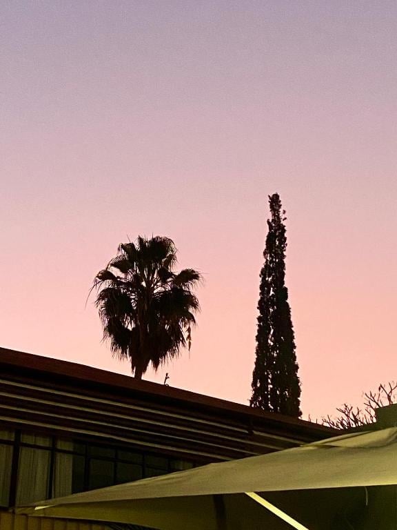 Silhouette of palm tree and tall cypress against pink sunset sky, with modern building in foreground