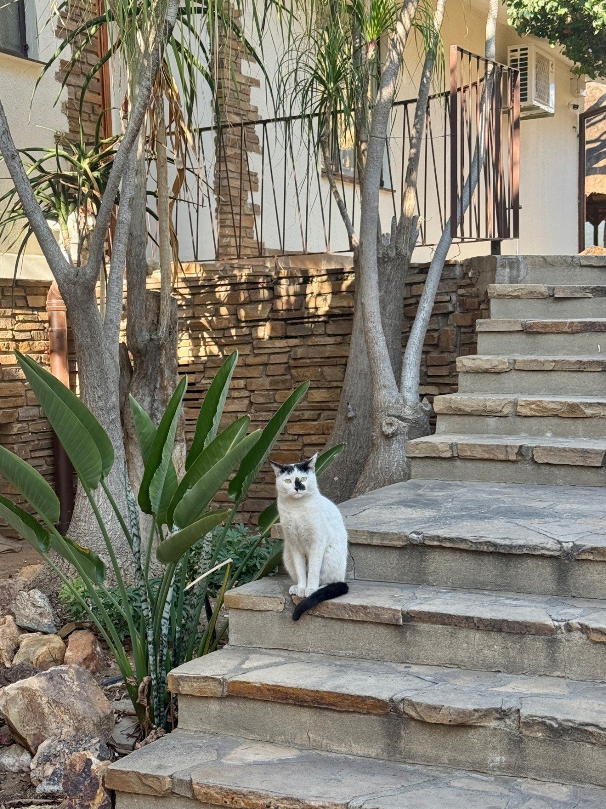White and black cat sitting on outdoor stone steps beside a potted plant and trees