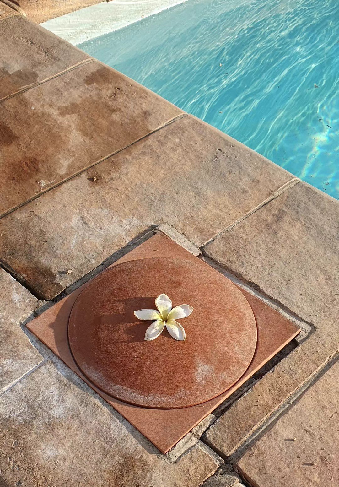 White flower on terracotta dish at poolside, with clear blue water and tan stone deck visible