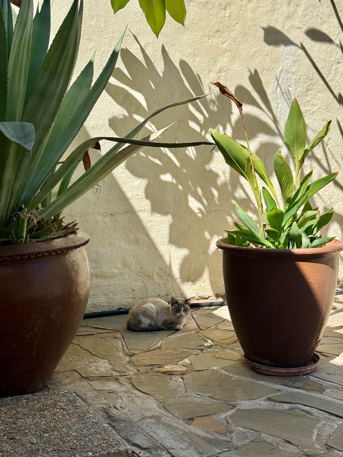 Two potted plants on a stone patio casting shadows on a cream-colored wall, with a small stone figurine between them
